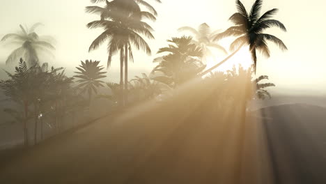 Coco-palm-trees-tropical-landscape